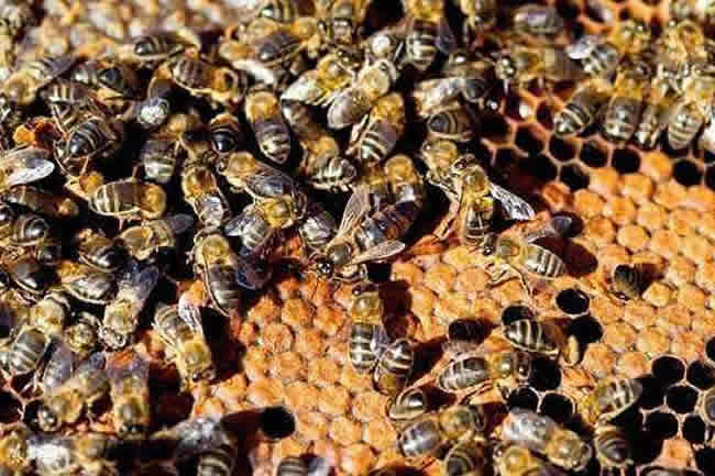 【蜜蜂知識(shí)】蜜蜂怎么過冬(越冬)? 蜜蜂怎么過冬(越冬)?