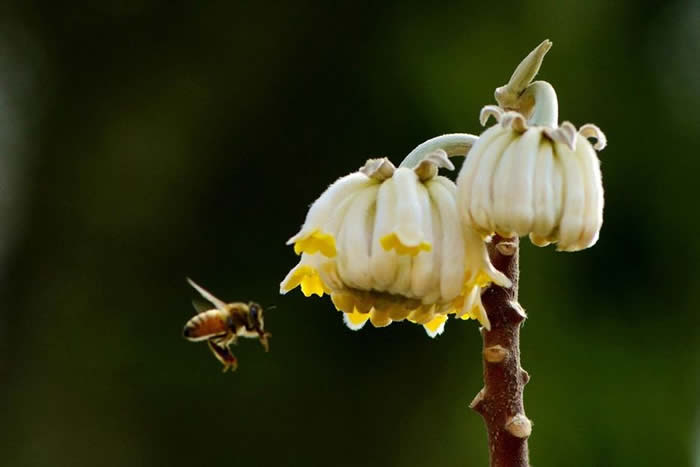 【蜜蜂知識(shí)】蜜蜂怎么過冬(越冬)? 蜜蜂怎么過冬(越冬)?