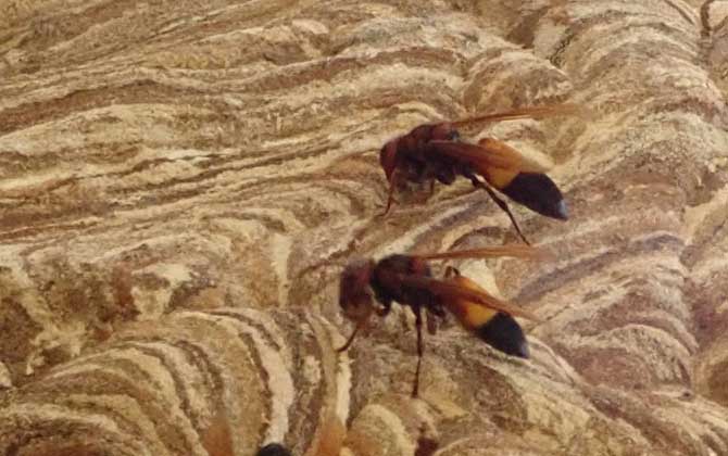 黃腰虎頭蜂蟄了怎么處理(如何處理黃腰虎頭蜂蟄過的傷口) 黃腰虎頭蜂蟄了怎么處理(如何處理黃腰虎頭蜂蟄過的傷口)