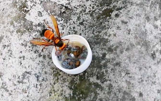 黃腰虎頭蜂蟄了怎么處理(如何處理黃腰虎頭蜂蟄過的傷口) 黃腰虎頭蜂蟄了怎么處理(如何處理黃腰虎頭蜂蟄過的傷口)