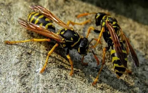 野外找胡蜂技巧