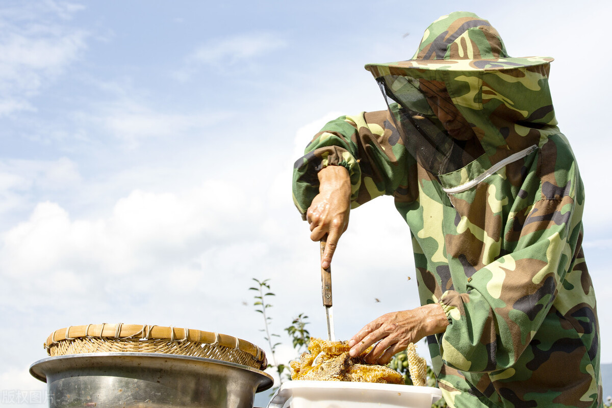 什么時(shí)候取蜜對(duì)蜂群的傷害最?。ㄈ∽叻涿蹖?duì)蜜蜂有影響嗎）