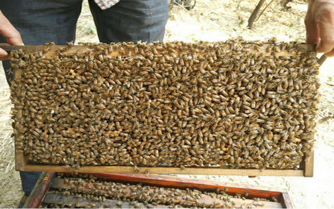 白山5號蜂王和松丹一號那個好(白山5號蜜蜂配套系) 白山5號蜂王和松丹一號那個好(白山5號蜜蜂配套系)