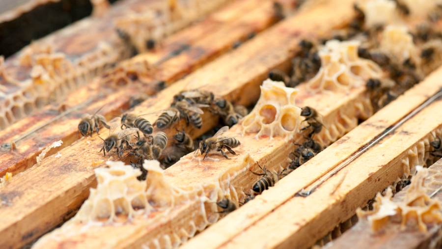 能囚禁意蜂王么(意蜂王能隨便囚禁嗎) 能囚禁意蜂王么(意蜂王能隨便囚禁嗎)