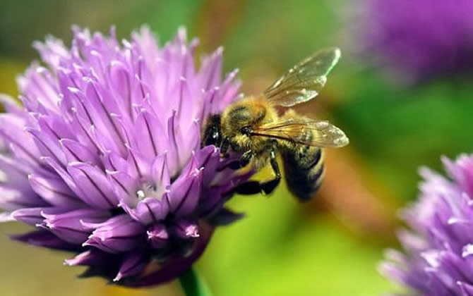 工蜂的壽命有多長? 工蜂
