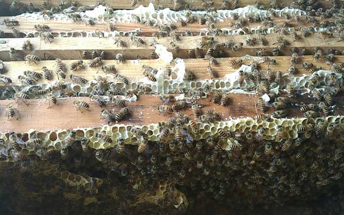 阿壩中蜂雜交產子王多少錢一個(中蜂蜂王多少錢一只) 阿壩中蜂雜交產子王多少錢一個(中蜂蜂王多少錢一只)