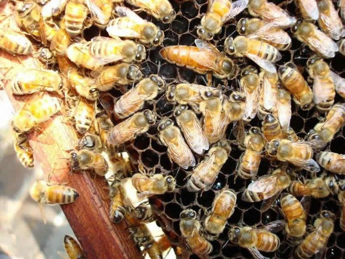 活框蜂箱有哪些優點和缺點？