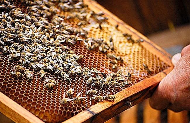 活框蜂箱有哪些優點和缺點？