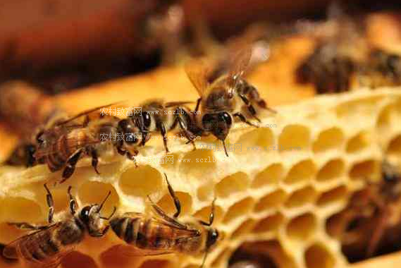 ?工蜂出勤率低是什么原因(工蜂為啥不出勤) ?工蜂出勤率低是什么原因(工蜂為啥不出勤)