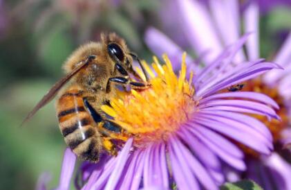 黑大蜜蜂能養殖嗎(黑大蜜蜂人可以養嗎) 黑大蜜蜂能養殖嗎(黑大蜜蜂人可以養嗎)