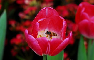 黑蜂愛吃什么(蜜蜂愛吃什么食物) 黑蜂愛吃什么(蜜蜂愛吃什么食物)