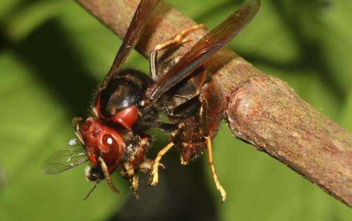 中國大虎頭蜂的蜂窩有什么用(大虎頭蜂蜂窩的藥用價值) 中國大虎頭蜂的蜂窩有什么用(大虎頭蜂蜂窩的藥用價值)