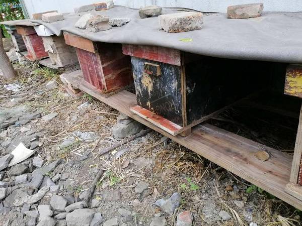 怎么防止胡蜂（胡蜂的防治技術(shù)）