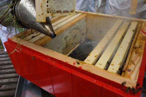 怎么防止胡蜂（胡蜂的防治技術(shù)）