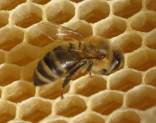 蜜蜂失王晚上的表現(蜜蜂失王會怎么樣) 蜜蜂失王晚上的表現(蜜蜂失王會怎么樣)