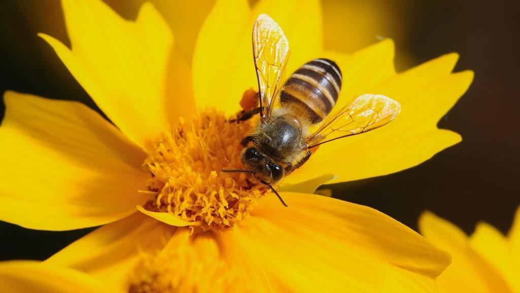松丹一號低溫多少度停產(養蜂人怎樣避免凍死采集蜂) 松丹一號低溫多少度停產(養蜂人怎樣避免凍死采集蜂)