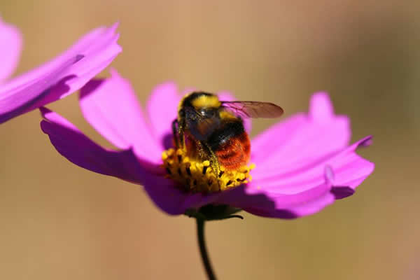【蜜蜂知識】意大利蜜蜂什么時候開始春繁? 意大利蜜蜂什么時候開始春繁?