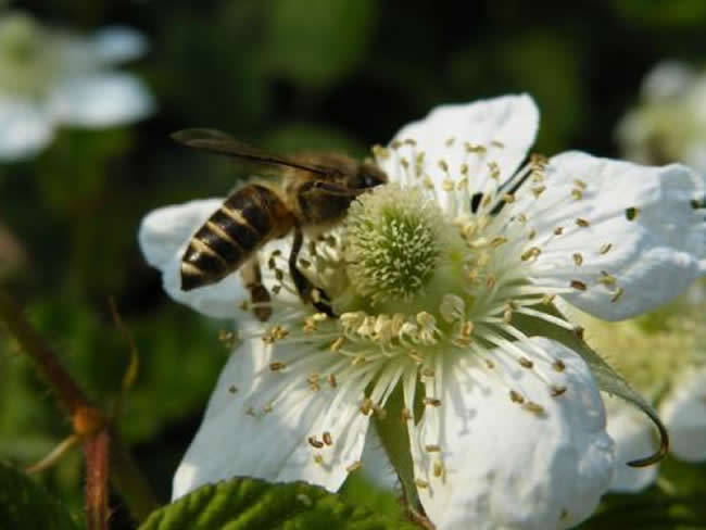 【蜜蜂知識】意大利蜜蜂什么時候開始春繁? 意大利蜜蜂什么時候開始春繁?