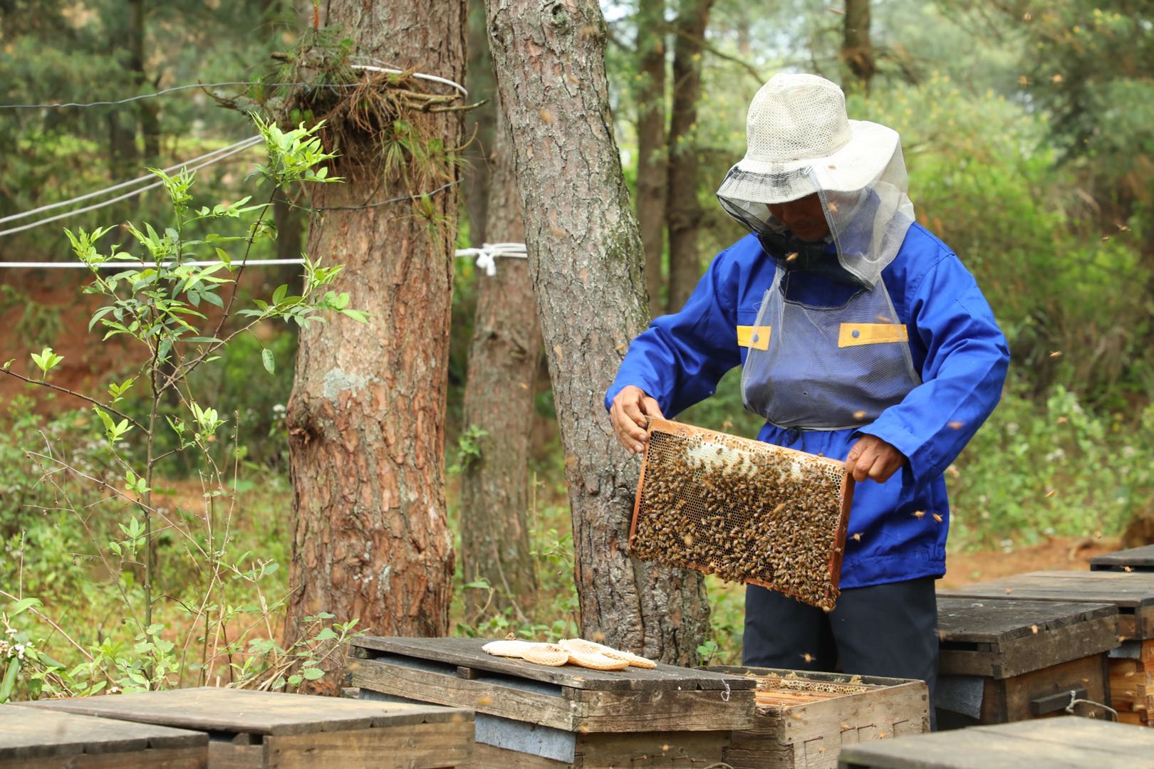 采集野生蜂蜜對蜜蜂生存有影響嗎(蜂蜜被取走了蜜蜂會餓死嗎) 采集野生蜂蜜對蜜蜂生存有影響嗎(蜂蜜被取走了蜜蜂會餓死嗎)