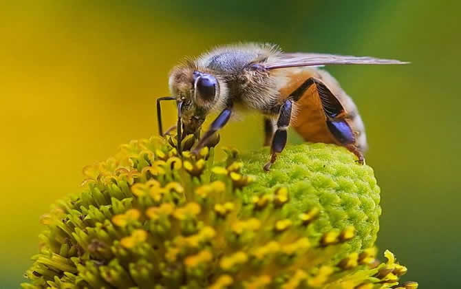 新手養(yǎng)蜂 新手養(yǎng)蜂