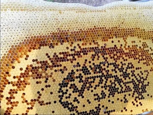 蜜蜂巢脾是什么做的 蜜蜂巢脾是什么做的