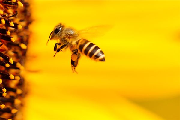阿壩中蜂如何選擇養殖場地址(阿壩中蜂如何選擇場地) 阿壩中蜂如何選擇養殖場地址(阿壩中蜂如何選擇場地)