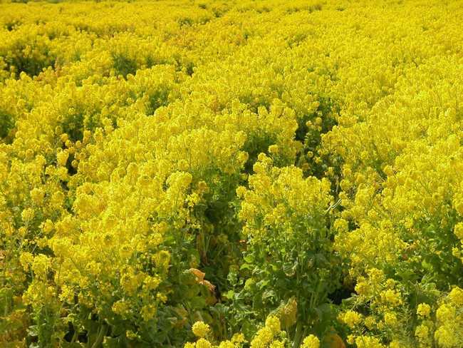 大流蜜期一般是什么時候(大流蜜期多久搖一次蜜) 大流蜜期一般是什么時候(大流蜜期多久搖一次蜜)