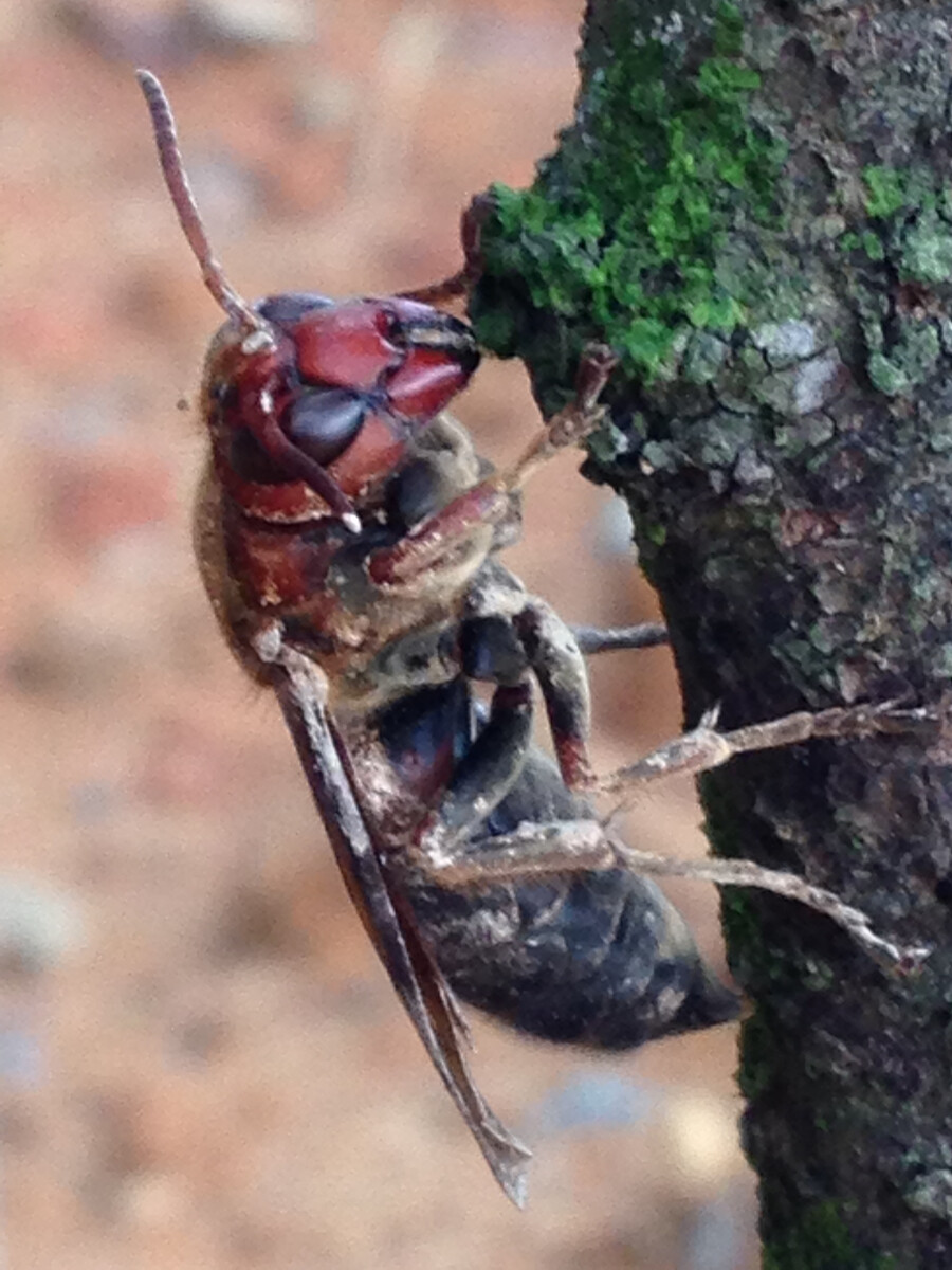 松丹二號是蜜王還是漿王(蜜漿型種王的特性) 松丹二號是蜜王還是漿王(蜜漿型種王的特性)