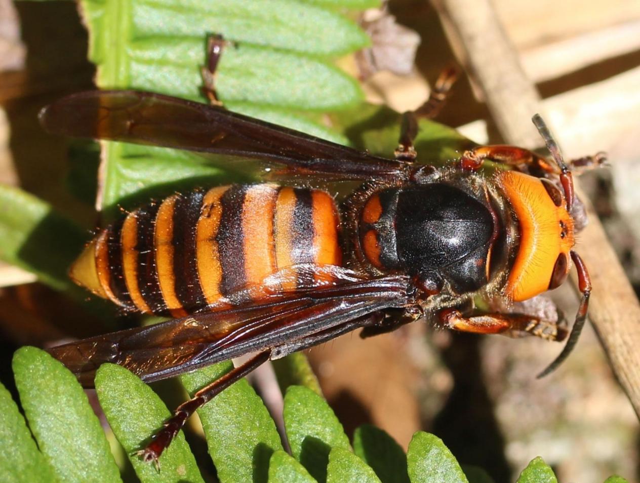 松丹二號是蜜王還是漿王(蜜漿型種王的特性) 松丹二號是蜜王還是漿王(蜜漿型種王的特性)