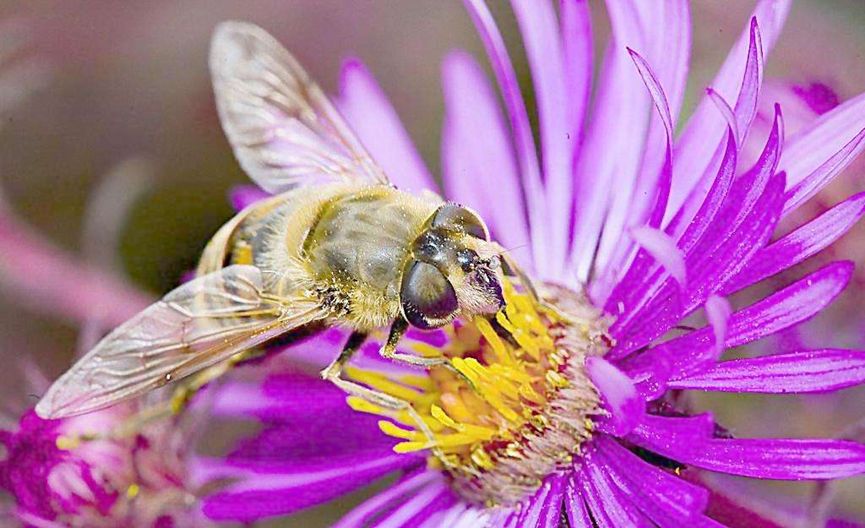 蜜蜂美洲幼蟲(chóng)病如何防治? 蜜蜂美洲幼蟲(chóng)病如何防治?