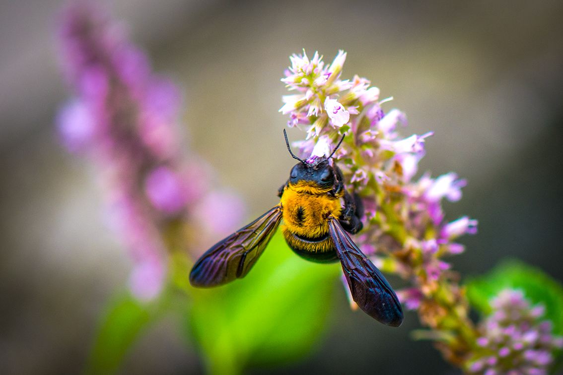 野蜜蜂怎么抓蜂王？