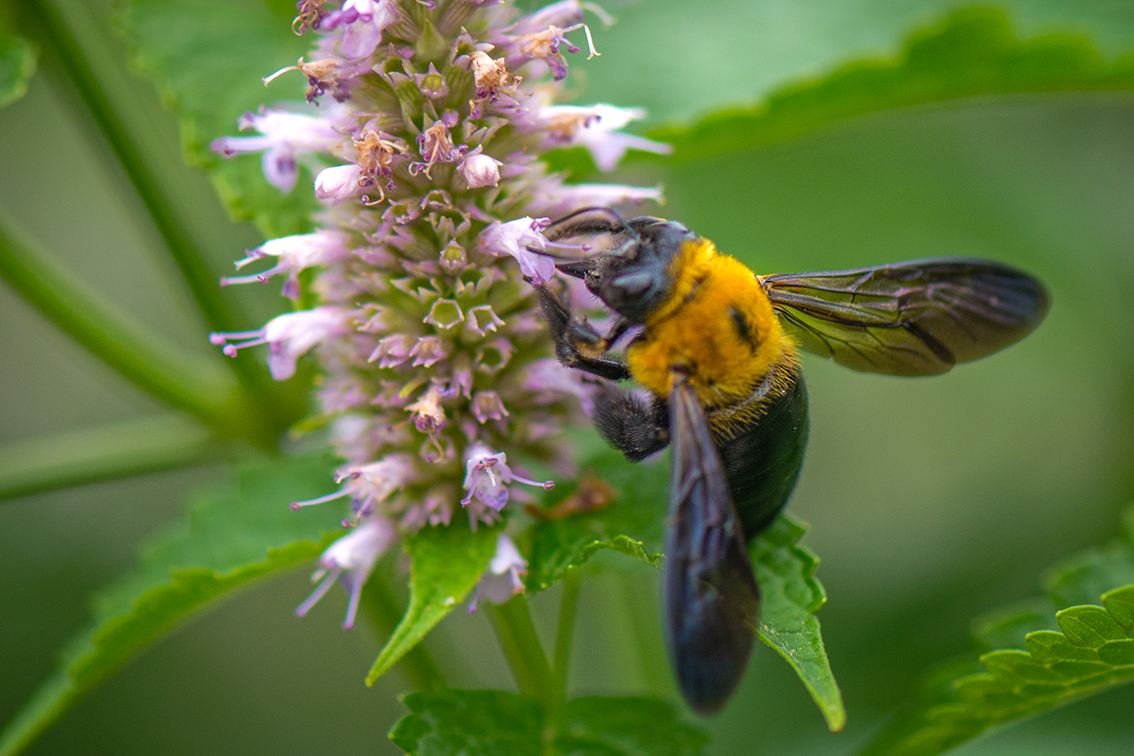 野蜜蜂怎么抓蜂王？