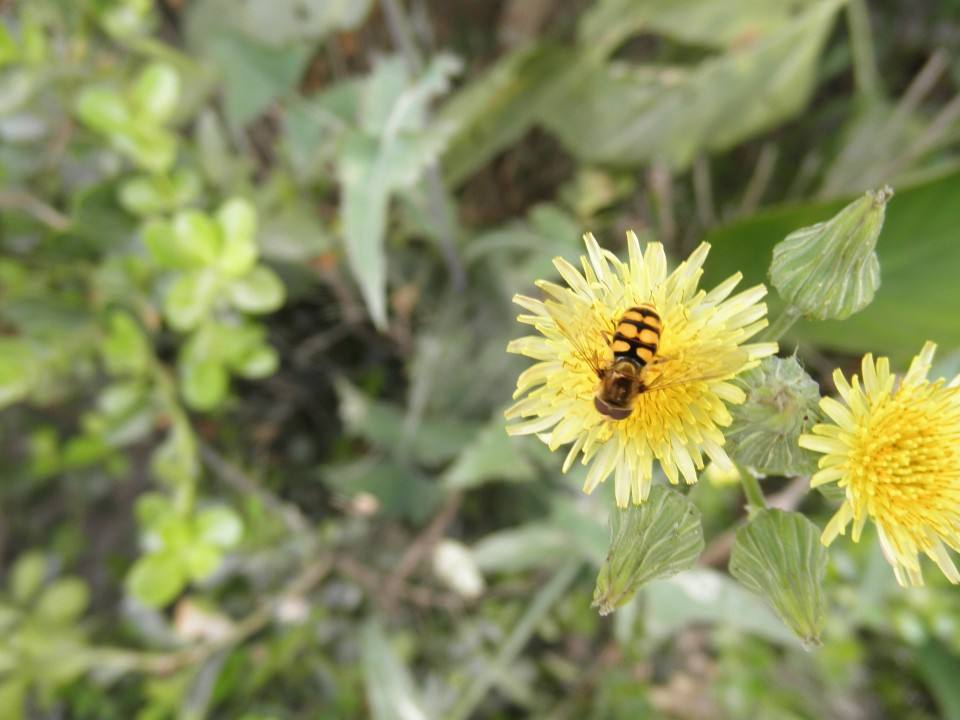 野蜜蜂怎么抓蜂王？