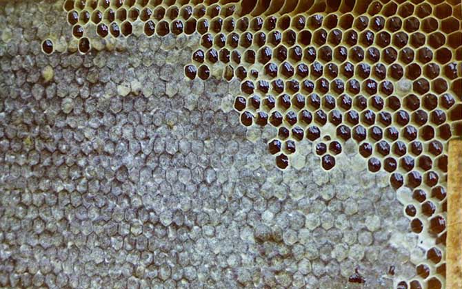 養(yǎng)蜂場(chǎng)多大規(guī)模才能領(lǐng)補(bǔ)償款(2020年養(yǎng)蜂有補(bǔ)貼嗎) 養(yǎng)蜂場(chǎng)多大規(guī)模才能領(lǐng)補(bǔ)償款(2020年養(yǎng)蜂有補(bǔ)貼嗎)