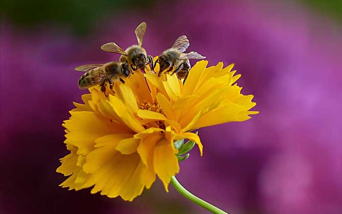 蜜蜂的介紹(有關(guān)蜜蜂的資料有哪些) 蜜蜂的介紹(有關(guān)蜜蜂的資料有哪些)