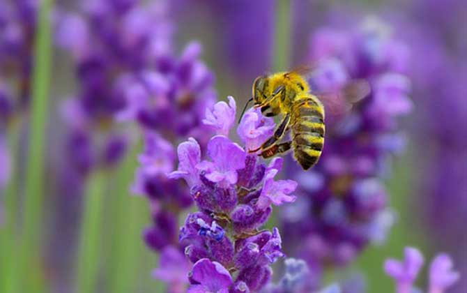 蜜蜂的介紹(有關(guān)蜜蜂的資料有哪些) 蜜蜂的介紹(有關(guān)蜜蜂的資料有哪些)