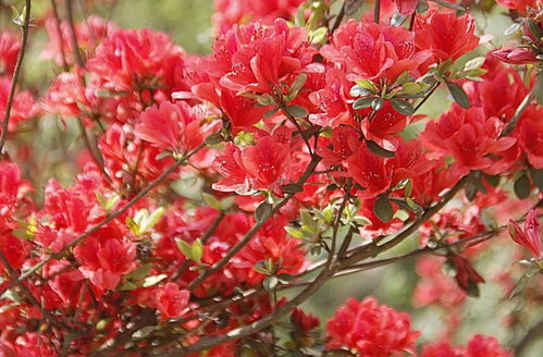 映山紅什么時候開花(映山紅的開花時間) 映山紅什么時候開花(映山紅的開花時間)