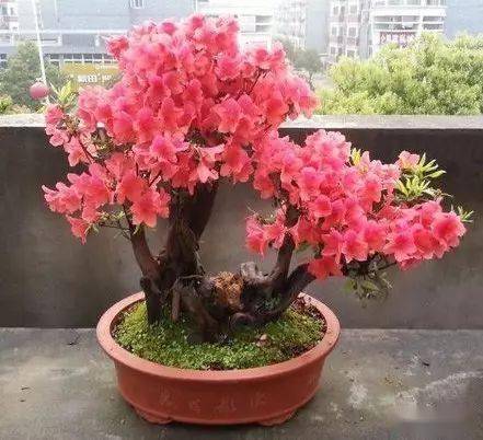 映山紅什么時候開花(映山紅的開花時間) 映山紅什么時候開花(映山紅的開花時間)