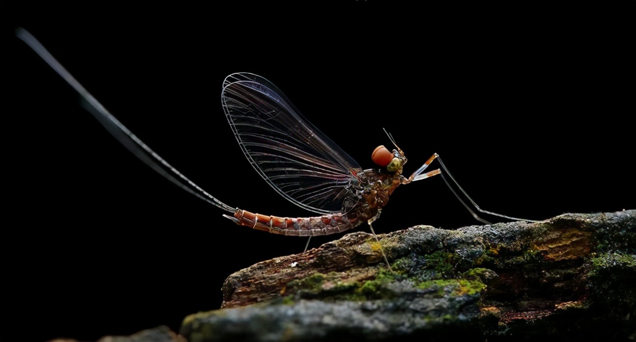 湖南沅江蜉蝣大爆發，內蒙古蚜蟲大爆發，是氣候大變的征兆嗎？