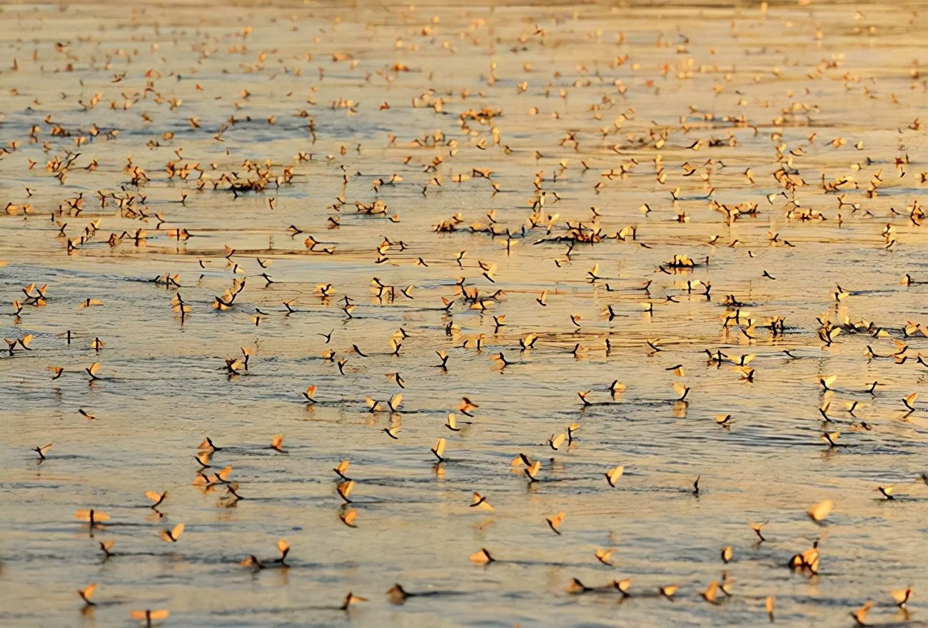 湖南沅江蜉蝣大爆發，內蒙古蚜蟲大爆發，是氣候大變的征兆嗎？