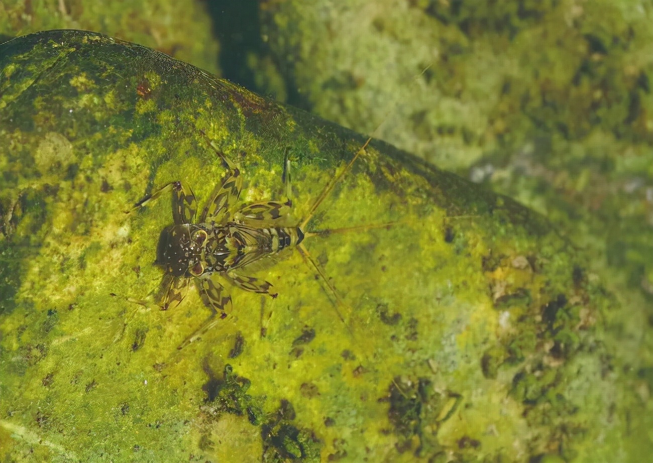 湖南沅江蜉蝣大爆發，內蒙古蚜蟲大爆發，是氣候大變的征兆嗎？