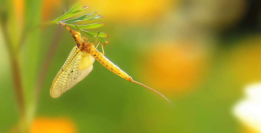 湖南沅江蜉蝣大爆發，內蒙古蚜蟲大爆發，是氣候大變的征兆嗎？