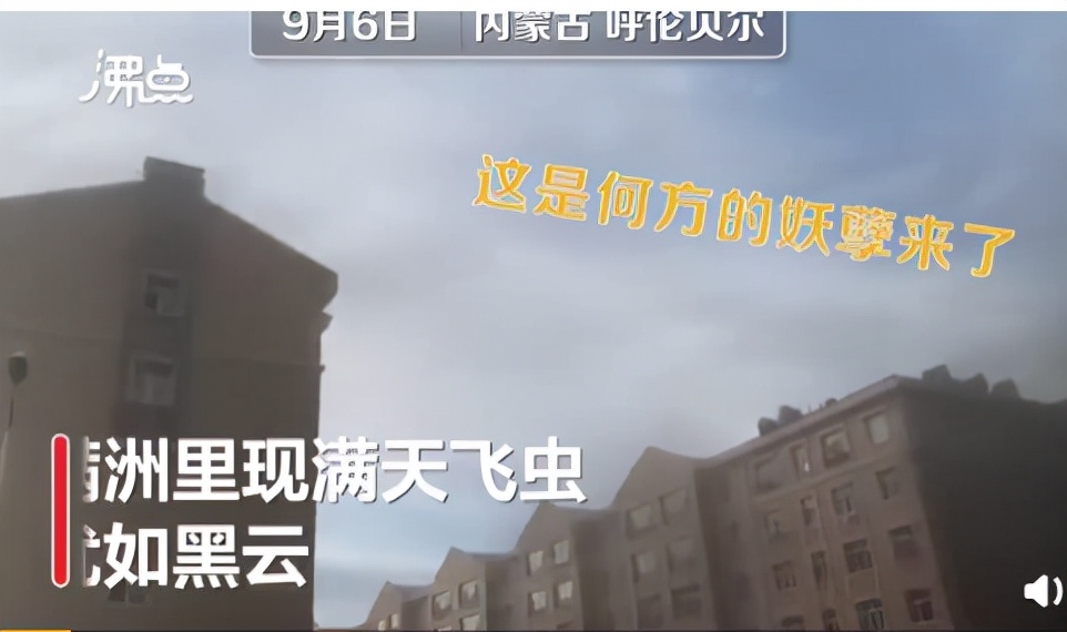 湖南沅江蜉蝣大爆發，內蒙古蚜蟲大爆發，是氣候大變的征兆嗎？