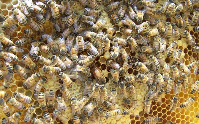 蜜蜂王是天生的還是發(fā)展起來(lái)的(蜂王是怎樣產(chǎn)生的) 蜜蜂王是天生的還是發(fā)展起來(lái)的(蜂王是怎樣產(chǎn)生的)