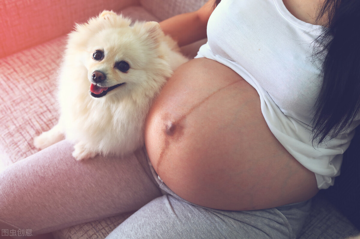 懷孕了，該不該把狗狗送走？