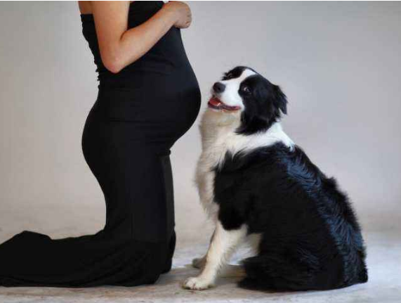 懷孕了，該不該把狗狗送走？