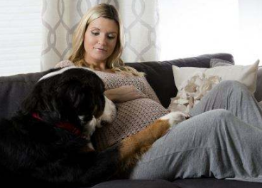 懷孕了，該不該把狗狗送走？