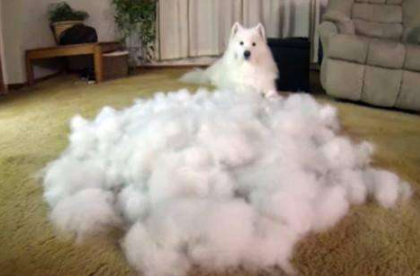 懷孕了，該不該把狗狗送走？