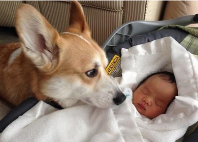 懷孕了，該不該把狗狗送走？