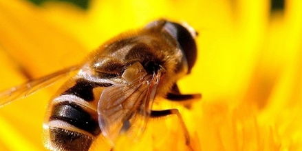 云貴高原中蜂能在北方養殖(適合北方養殖蜜蜂品種) 云貴高原中蜂能在北方養殖(適合北方養殖蜜蜂品種)